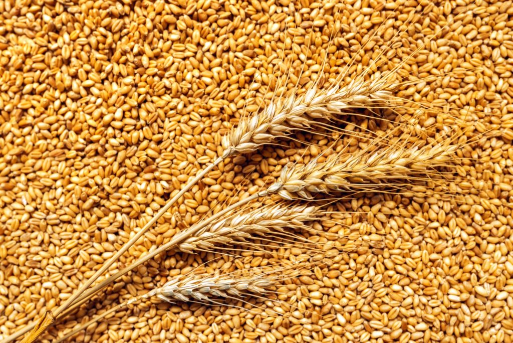 Wheat ears and grains after harvest
