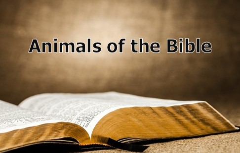 Animals of the Bible