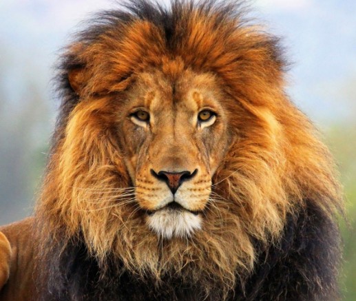 Be Alert For the Lion