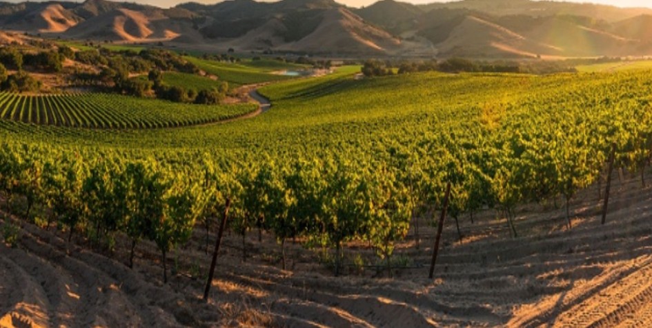 Parable of Laborers of the Vineyard
